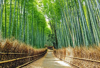 京都嵯峨野の竹林の小径