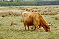 het Hijkerveld