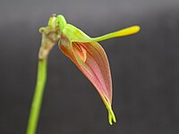 Masdevallia vargasii