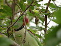 İskender papağanı (Psittacula eupatria)
