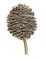 Alnus glutinosa cone illustration