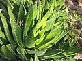 Thumbnail for File:Aloe perfoliata Aloes 2019-04-14 03.jpg