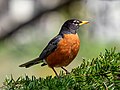 Image 64American robin