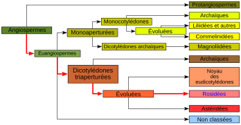 Angiospermes arbre8.svg