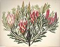 Protea mellifera Thunb. (Synonym für Protea repens L.)