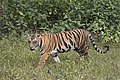 Tigress, Kanha National Park