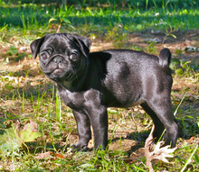 A black pug puppy.