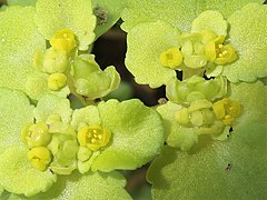 萼裂片は4個で直立して内側はくぼみ、淡黄緑色または淡黄色。雄蕊は4個あり、裂開直前の葯は淡黄色。