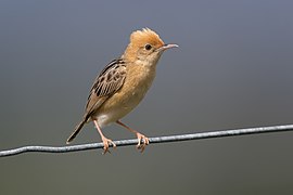 Cisticola exilis - Cornwallis Rd