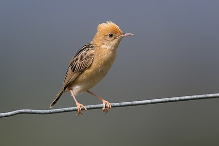 Golden-headed cisticola, by JJ Harrison