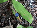 Clintonia uniflora