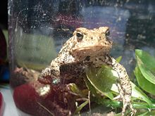 Una mena de granhòta burèla pigalhada de negre e brun amb la pèl rugosa, vista de fàcia dins un terrarium