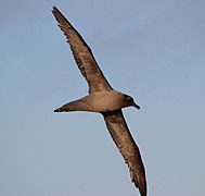 Pájaro marino (albatros de hollín de plumaje claro) volando sobre el pasaje de Drake
