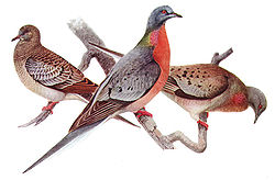 リョコウバトの若鳥、成鳥のオスとメス