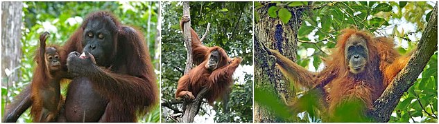 Faces of females (from left) Bornean, Sumatran and Tapanulian Orangutans.jpg