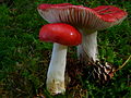 Russula emetica