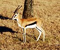 Afrikanische Antilopenart im Disney's Animal Kindom Lodge, vermutlich Impala (Aepyceros melampus)