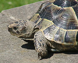 Ελληνική χελώνα (Testudo graeca)