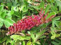 Grevillea × gaudichaudii