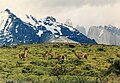 Parc Nacional Torres del Paine, Xile