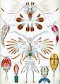 Image 14Copepods, from Ernst Haeckel's 1904 work Kunstformen der Natur (from Crustacean)