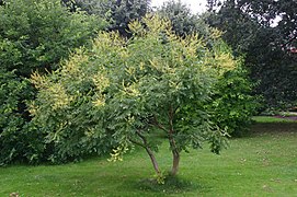 Koelreuteria-paniculata-habit2.JPG