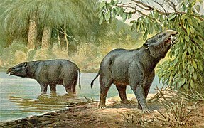 Moeritherium (Proboscídeo del Eoceno)