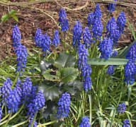 Muscari botryoides Type species