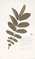 Herbarium sheet, 19th century