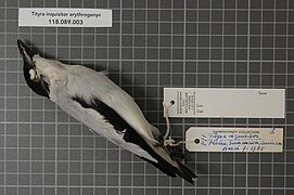 Naturalis Biodiversity Center - RMNH.AVES.36502 1-fomat-large - Tityra inquisitor erythrogenys (Selby, 1826) - Tyrannidae - bird skin specimen.jpeg