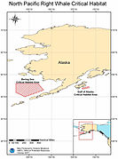 Northpacificrightwhale Critical Habitat.jpg