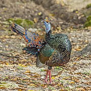 Ocellated turkey (Meleagris ocellata) male Peten