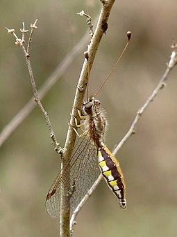 Ascalaphus sinister