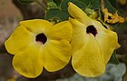 Uncarina grandidieri (Pedaliaceae)