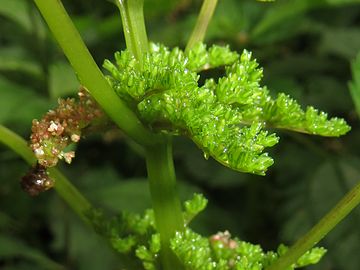 緑色が果実を抱いた雌花序。