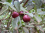 Psidium littorale var. cattleianum