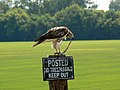 Red-tailed Hawk (Buteo jamaicensis) eating a snake