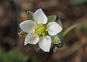 Vårspergel (Spergula morisonii).