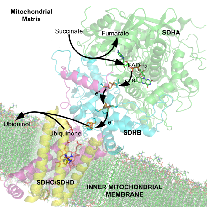 (en) Schéma des flux d'électrons à travers le complexe II (PDB 1YQ3[7]), illustrant la position des différents cofacteurs : le FAD, les trois centres fer-soufre, l'hème et l'ubiquinone. La matrice mitochondriale est en haut, la membrane mitochondriale interne est en bas.