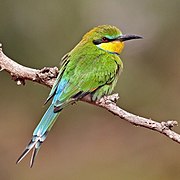 Swallow-tailed bee-eater (Merops hirundineus chrysolaimus)