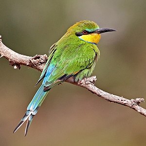 Swallow-tailed bee-eater, by Charlesjsharp