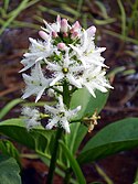 Bogbean