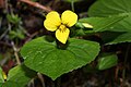 Viola glabella