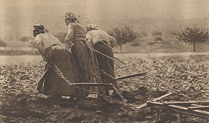 Фото из журнала «Lectures pour tous[фр.]» 1917 года с подписью по под ним «Больше никаких лошадей, чтобы тянуть борону...»