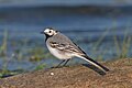 Motacilla alba.