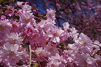 Prunus itosakura 'Plena-rosea' Miyoshi ('Yae-beni-shidare')