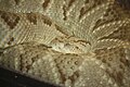 Neotropical Rattlesnake