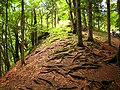 Perućica/Perucica/Перућица Foresti/Forest/Bosque