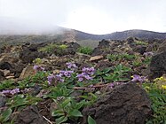 十勝岳のイワブクロ