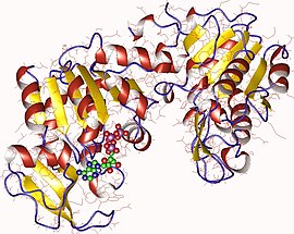 Image illustrative de l’article Phosphoglycérate kinase